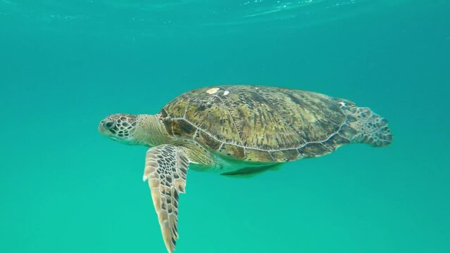 Sea turtle on Redang Island, Malaysia. Turning around and coming close.