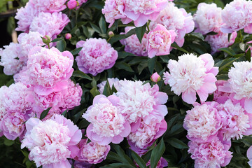 Blooming peony plant with beautiful pink flowers outdoors, closeup