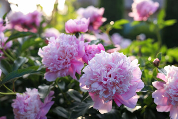 Blooming peony plant with beautiful pink flowers outdoors, closeup