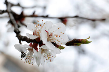 Branch of beautiful blossoming apricot tree outdoors, closeup. Spring season