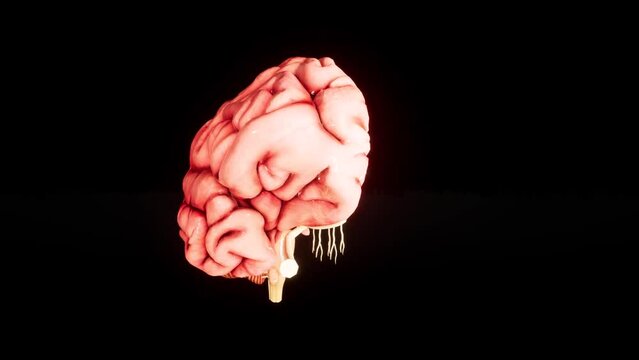 Human brain Anatomical Model 3D glossy brain on brain screen. Rotation Human Brain 3D Animation 4K video.