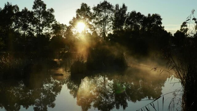 Golden sun rising through the trees over a mist covered lake in suburban wetlands area.