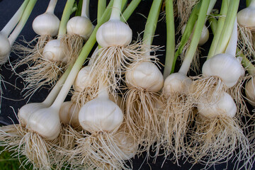 Fresh Garlic - Farmers Market - Bulbs with Stems Garlic