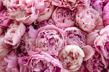 Beautiful flowers , peonies . Bouquet of pink peony background . Wallpaper peonies . Floral compositions . Flower online store