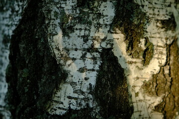 Natural background - the horizontal texture of a real birch bark close-up in springtime with beautiful sunlights