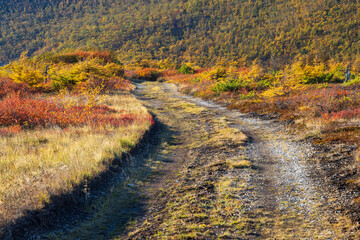 Fototapeta na wymiar Dirt road among the autumn forest-tundra. An empty path leading into the distance to the mountains. Colorful autumn plants on the roadside. Road trips and hikes in nature. Beautiful landscape.