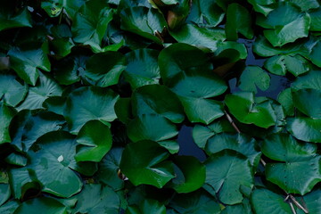 Top view of water lilies with big green plates leafs on the lake