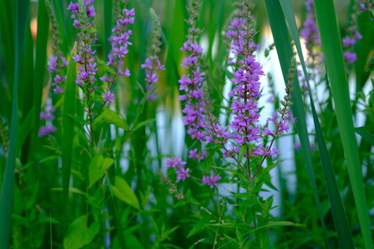 Violet inflorescences loosestrife Lythrum salicaria on the river amond the reed