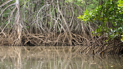 Roots of a mangrove forest in a marsh in Tamarindo, Costa Rica