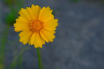 A macro shot of a yellow coreopsis bloom.