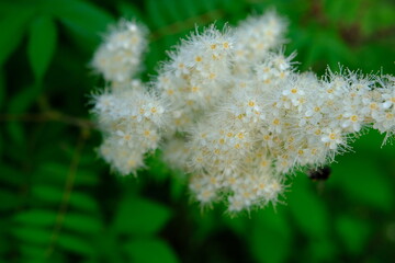 Flowering mountain ash with white flowers and greenery in summer