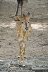 Cute deer in country farm