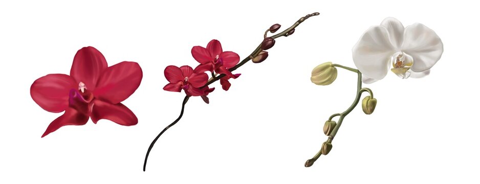 set watercolor orchids. Phalaenopsis is red and white. Realistic illustration