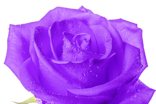 Beautiful violet rose on white background, closeup