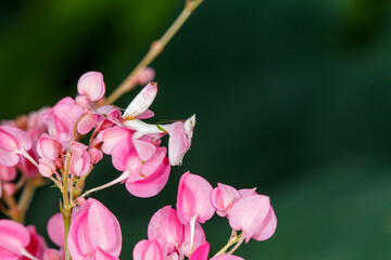 close up of pink orchid mantis on pink flower