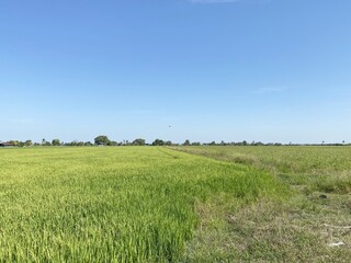 Obraz premium rice field in country chachoengsao Thailand