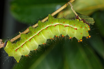 green caterpillar on a twig