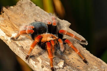 red and black tarantula on the bark