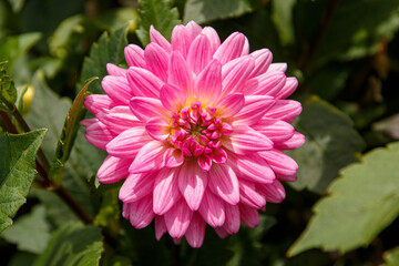pink dahlia flower in garden