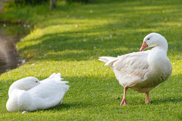 white ducks on green grass