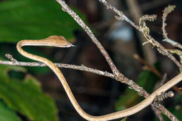 brown snake on a tree