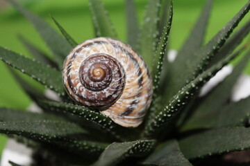 Concha de caracol sobre cactus