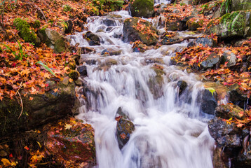 紅葉した落ち葉が岩の上に降り積もった川に水が流れている風景