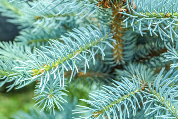 Naklejka na ściany i meble Closeup view of blue spruce branches