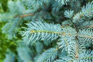 Closeup view of beautiful blue spruce branches