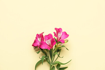 Branch of alstroemeria flowers on color background