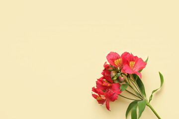 Branch of red alstroemeria flowers on color background