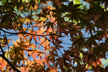 Japanese red maple with transmitted light.    Kyoto Japan
