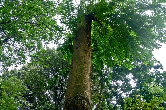 Collection of rare Indonesian tropical forest plants in the arboretum of Manggala wana bakti. 
	
Hymenaea courbaril  L, Locust, locust
