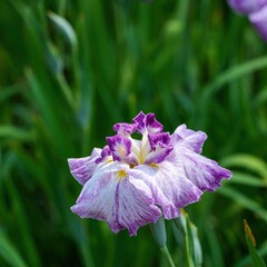 ひっそりと咲く満開の淡い紫の花菖蒲