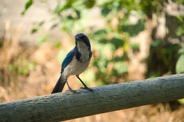 bird on a branch