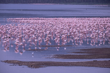 Fototapeta premium Flamingos in Lake Nakuru National Park of Kenya