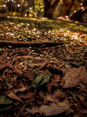 autumn leaves on the water