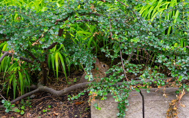 Gray rabbit in the garden. Tiny bunny. A wild orange Rabbit. bunny with big ears in a fresh green forest (Spring baby rabbit or Easter rabbit)
