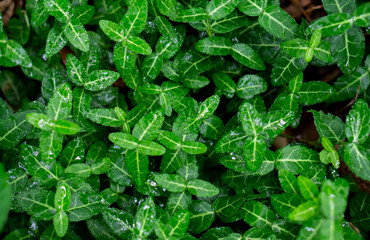 Beautiful green leaves background. Garden and Green wall, leafs texture, texture of green plant, tropical leaves background.
