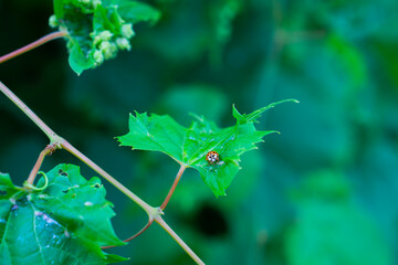 Ladybug on green leaf and green background
