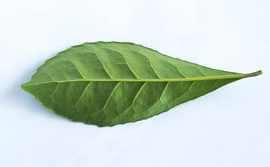 Yerba mate leaves on a white background