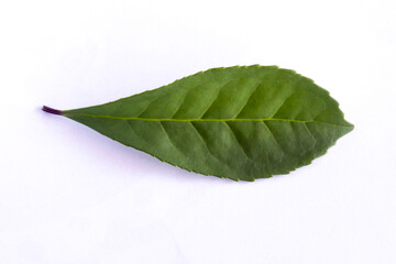 Yerba mate leaves on a white background