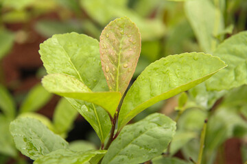 Yerba mate production in southern Brazil (erva-mate de chimarrão)