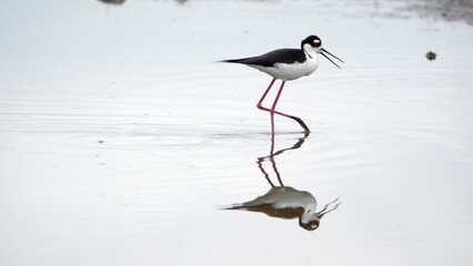 Black-necked stilt (Himantopus mexicanus) wading in the La Segua Wetlands near Chone, Ecuador
