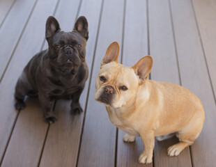 Red tan and Blue Isabella Frenchies looking up in anticipation for treat.