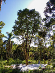 50-year-old amsi yerba mate trees