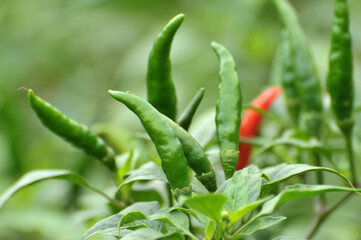 Chili pepper