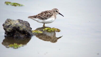 Least sandpiper (Calidris minutilla) on a rock in a marsh in the La Segua Wetlands near Chone, Ecuador