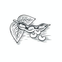 illustration of soya bean, vector art.