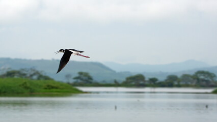 Black-necked stilt (Himantopus mexicanus) in flight in the La Segua Wetlands near Chone, Ecuador
